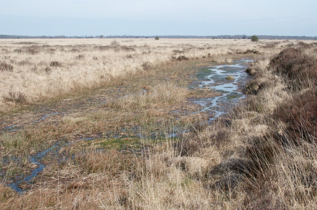 fochterlooerveen