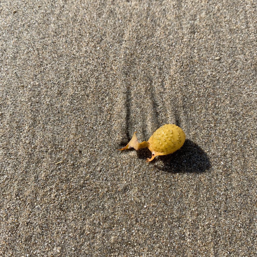 Een plantje op het strand