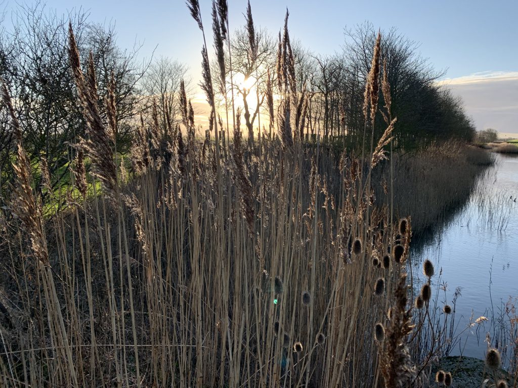 Riet en zon op het Groningse platteland